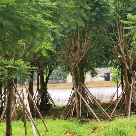 柳州基地直销蓝花楹