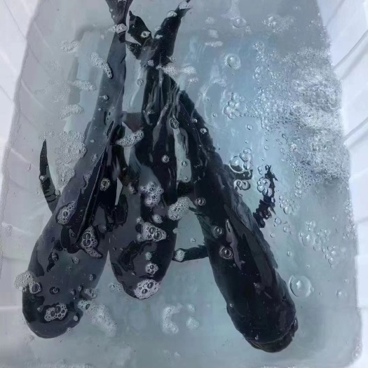 淳安县千岛湖水库高品质包头鱼