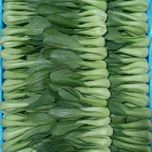 曹县精品蔬菜批发