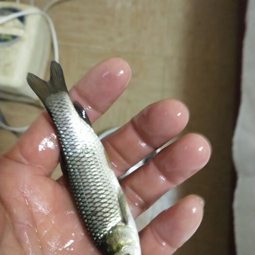 宣威市草鱼苗，广草鱼苗，欢迎订购。