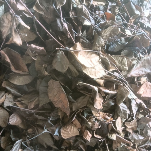 廉江市节骨茶