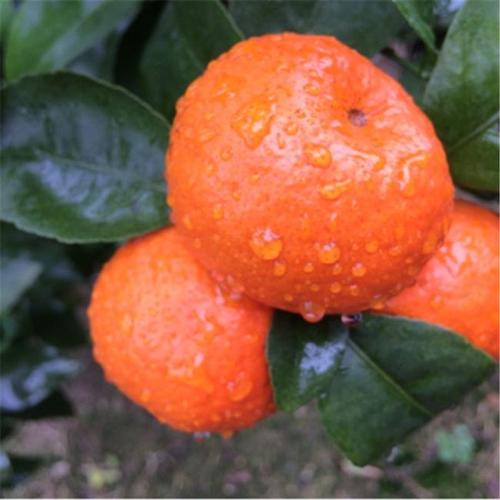 金秋砂糖桔