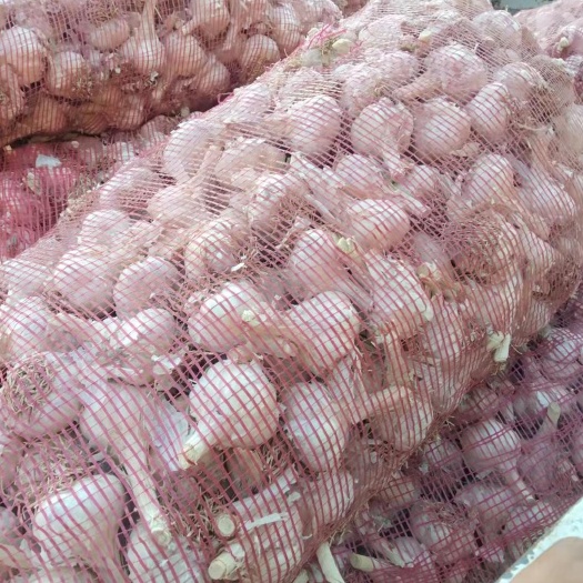 商河县养蒜苗专用大蒜种，青苗二号