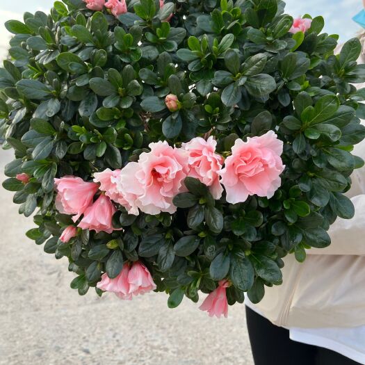 漳平市杜鹃花盆栽基地直发