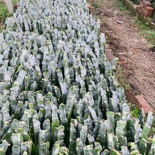 平和县燕窝火龙果