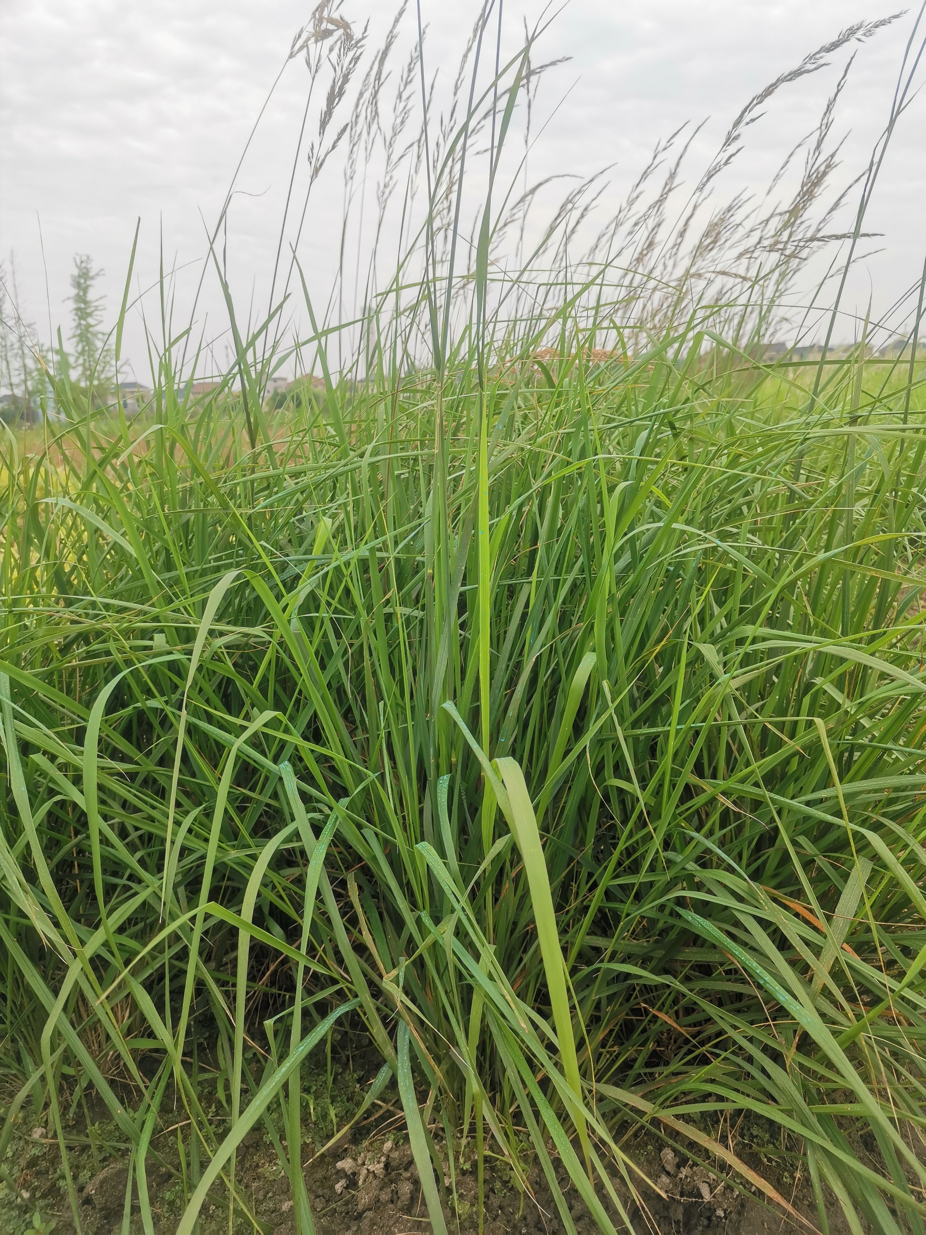 矮蒲苇 观赏草  河道绿化工程，大量供应，基地认证