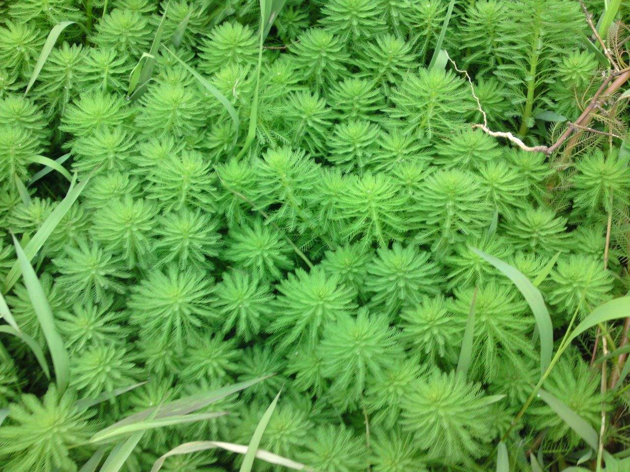 狐尾藻