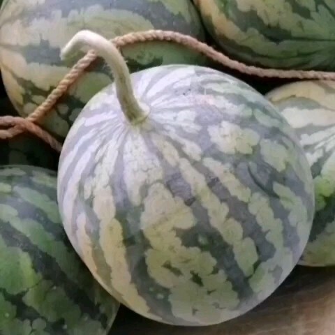贞丰县贵州大棚精品麒麟美都头茬无籽西瓜量大无忧，一手货源价格实惠