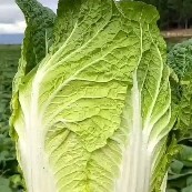 泸西县云南高山大白菜，质量保证，质量好欢迎全国各地老板速度放心购买