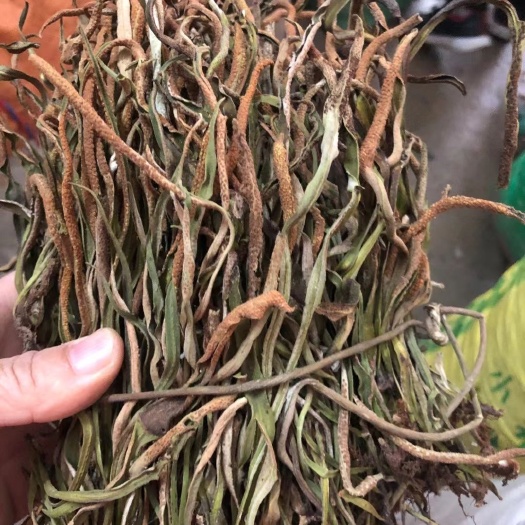 德保县化石草