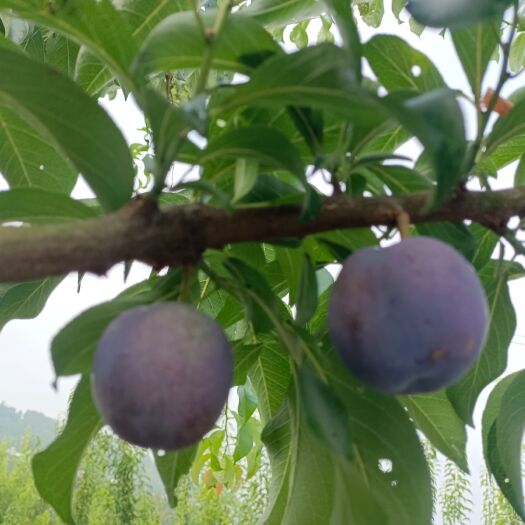 金堂县五月脆，颜色，味道都可以