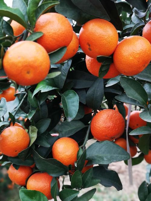 金秋砂糖桔