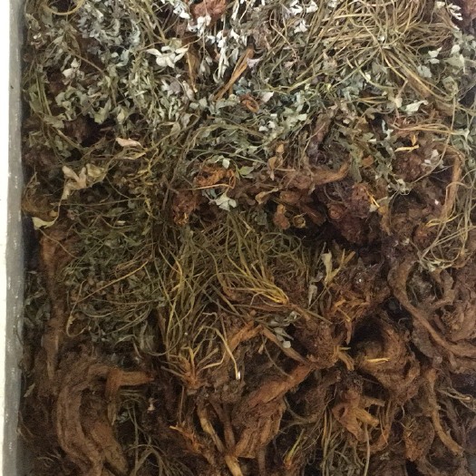 德保县岩黄连