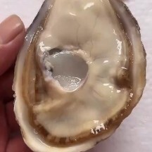 乳山市乳山三倍体精品生蚝高压锅烧烤刺身小包装批发价