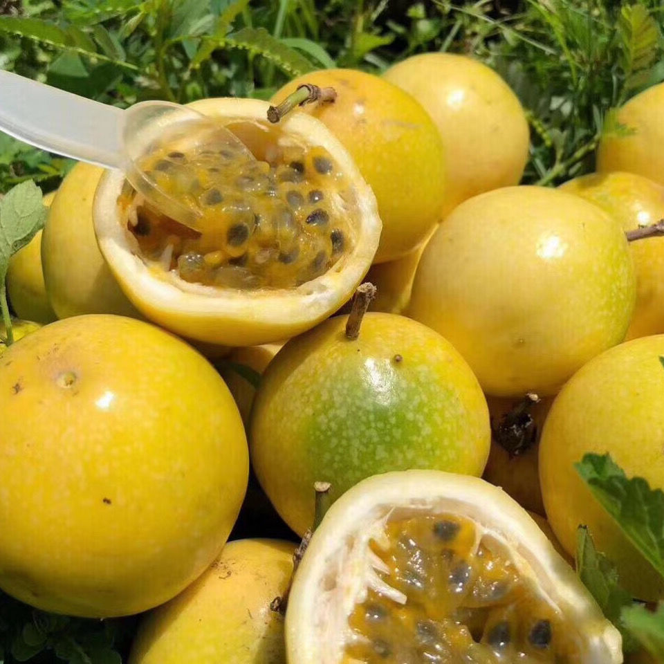 广西钦蜜9号甜黄金百香果新鲜水果现摘现发一件代发批发包邮