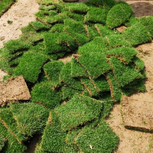 富宁县草，马尼拉草皮，百亩大