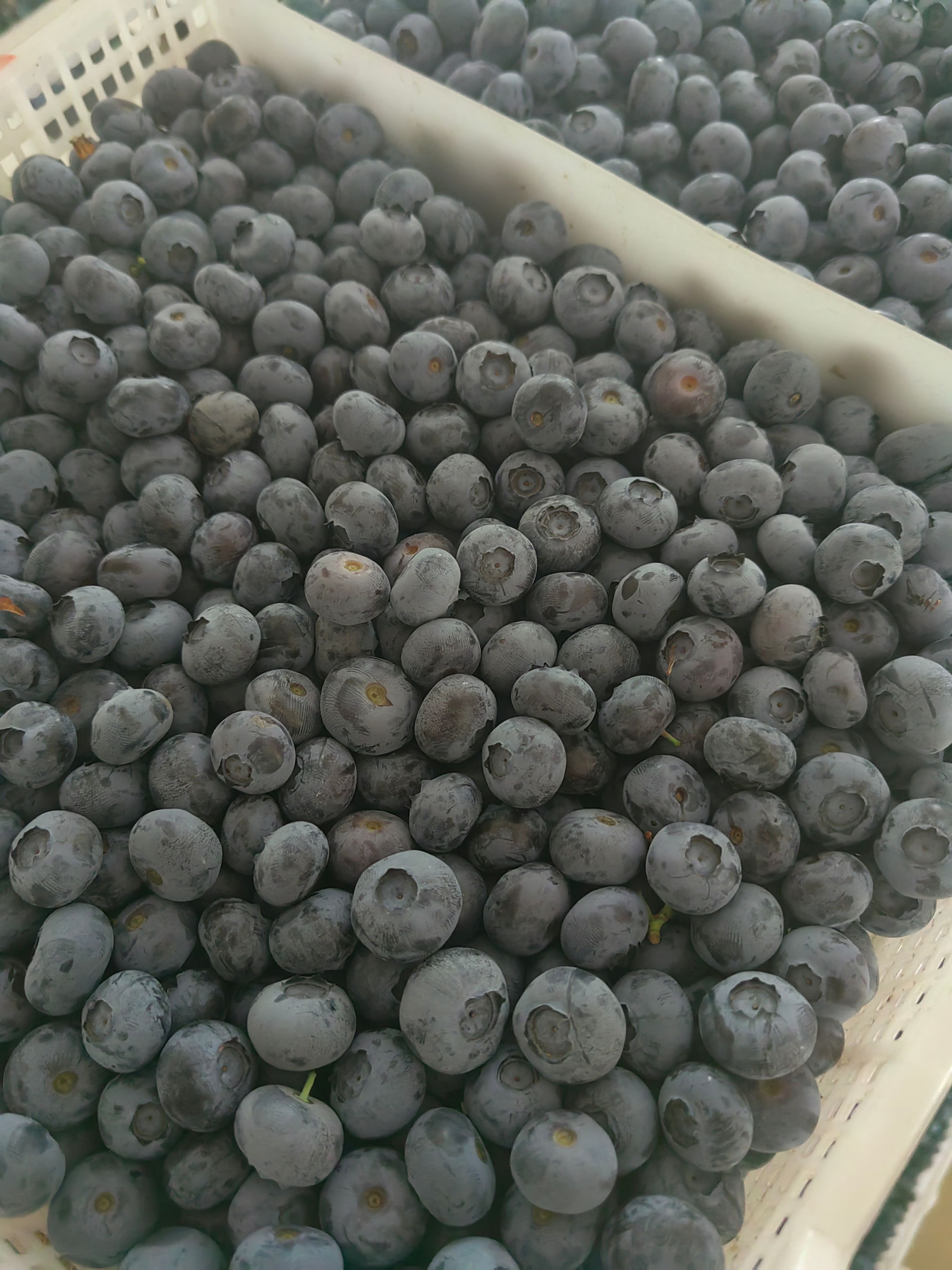 蓝莓，大量上市价格不高，保质保量