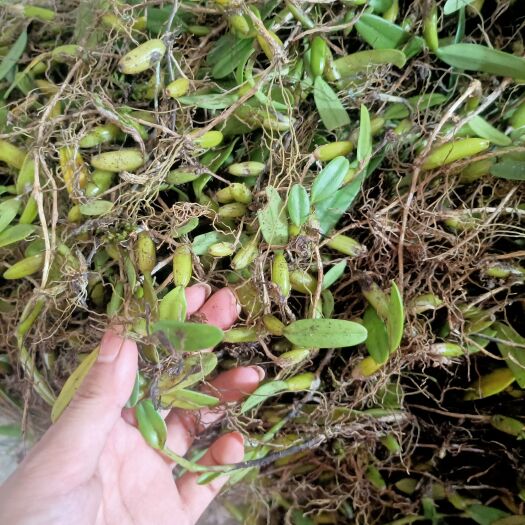巴马县巴马深山老林单叶石橄榄，中药材小果，中果，中大