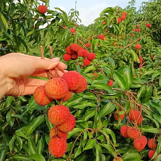 灵山县广西灵山荔枝