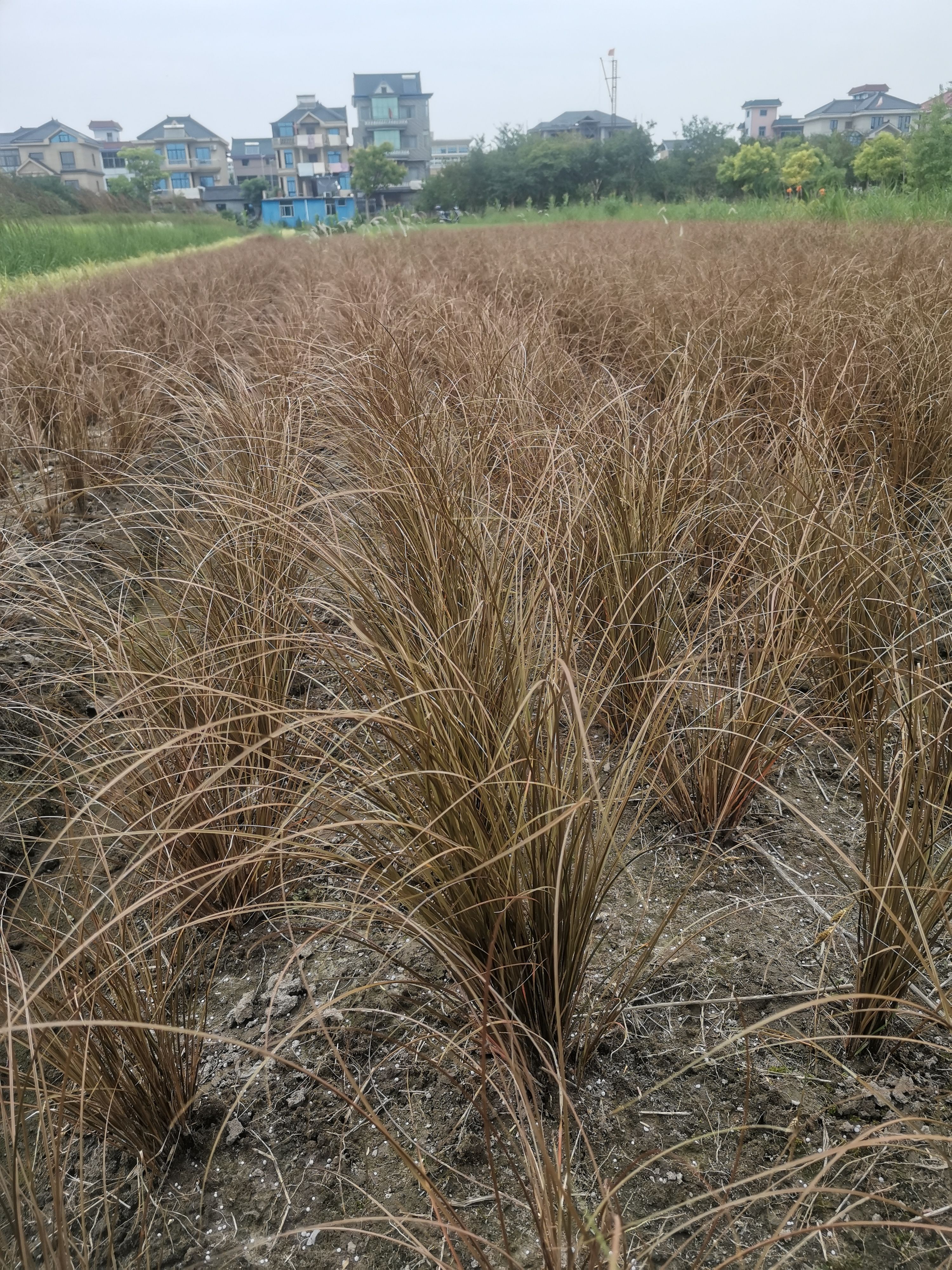 玉簪花 花叶玉簪 大量供应，基地认证