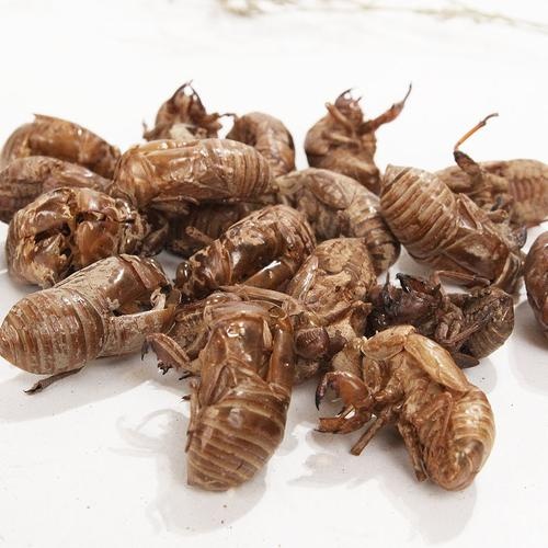 蒲江县产地蝉蜕  干净无杂质 干度好量大从优 货源充足