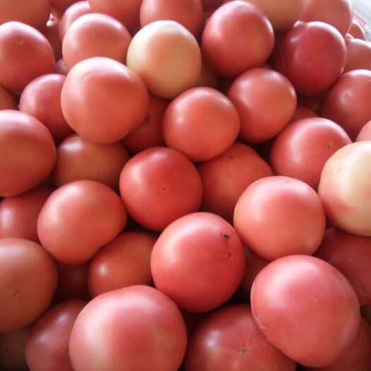汝州市精品西红柿，颜色好，