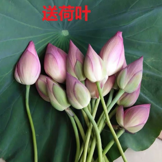 翁源县新鲜 荷花莲花 可观赏可供佛 花苞现摘现发