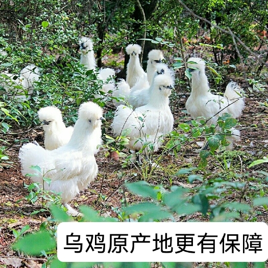 泰和县正宗泰和乌鸡药用滋补乌鸡散养乌鸡滋补调理身体