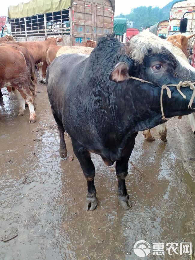 肉牛  贵州威宁高原黄牛。这里都是农户散养。
