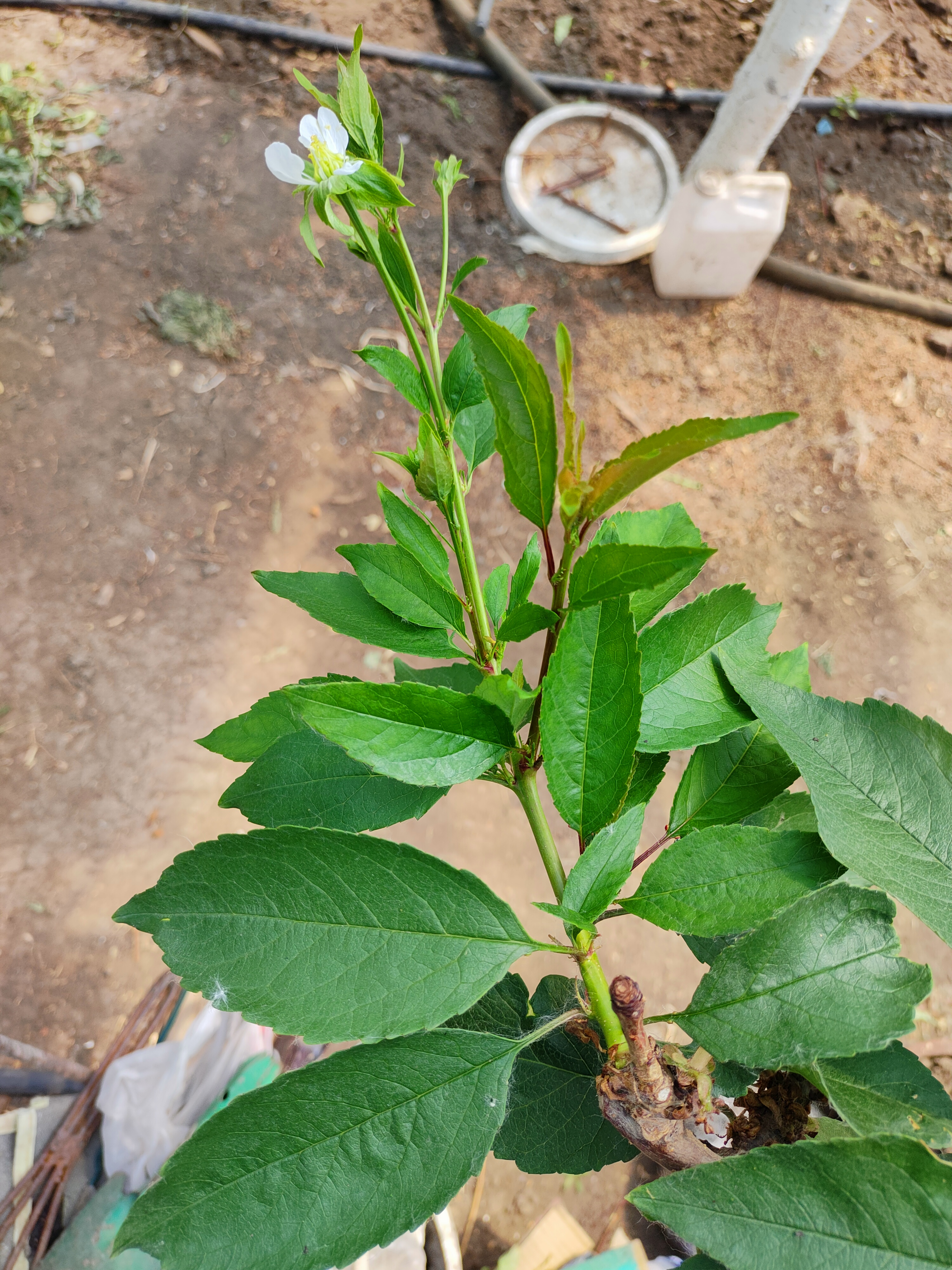 你好老師前一段時間問過你春天長葉晚花芽變葉芽現在有開花開的花跟我