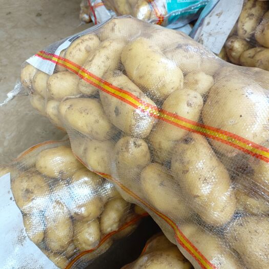 通许县荷兰15