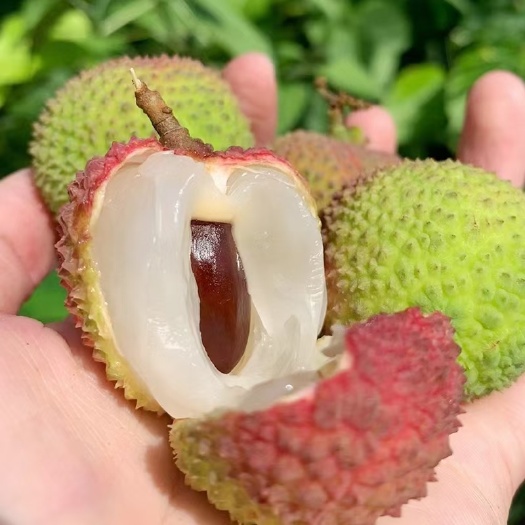 灵山县妃子笑   A级果