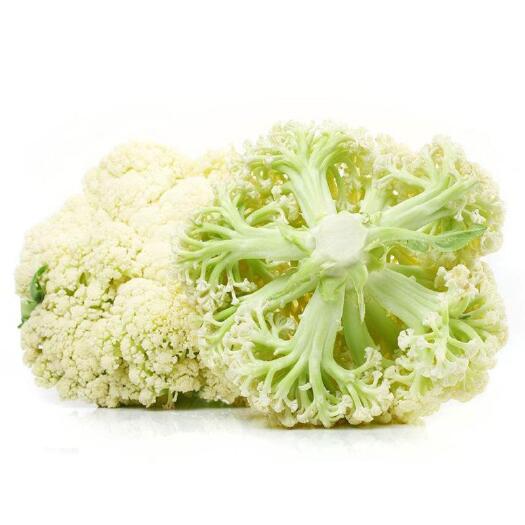丰宁县白菜花
