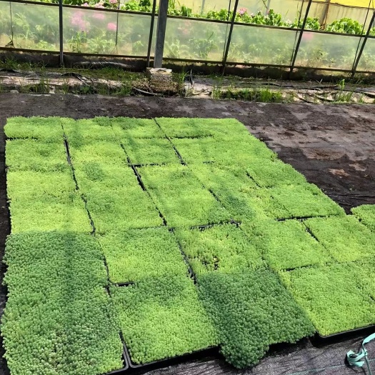 嘉善县薄雪万年草中华景天金叶佛甲草花园草花境庭院地被屋顶绿化护盆草