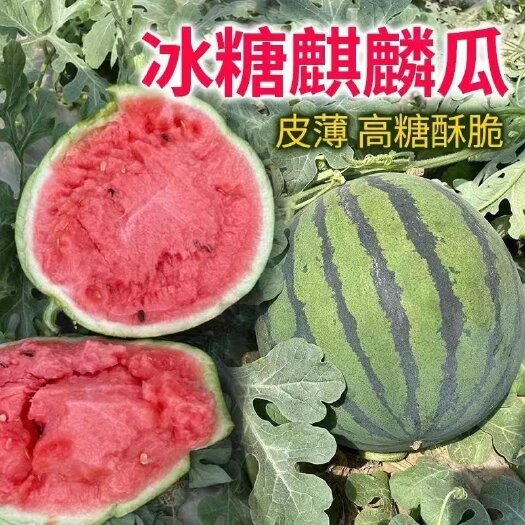 宜城市产地大量供应8424..麒麟瓜，金城5号，个大皮薄，囗感纯甜