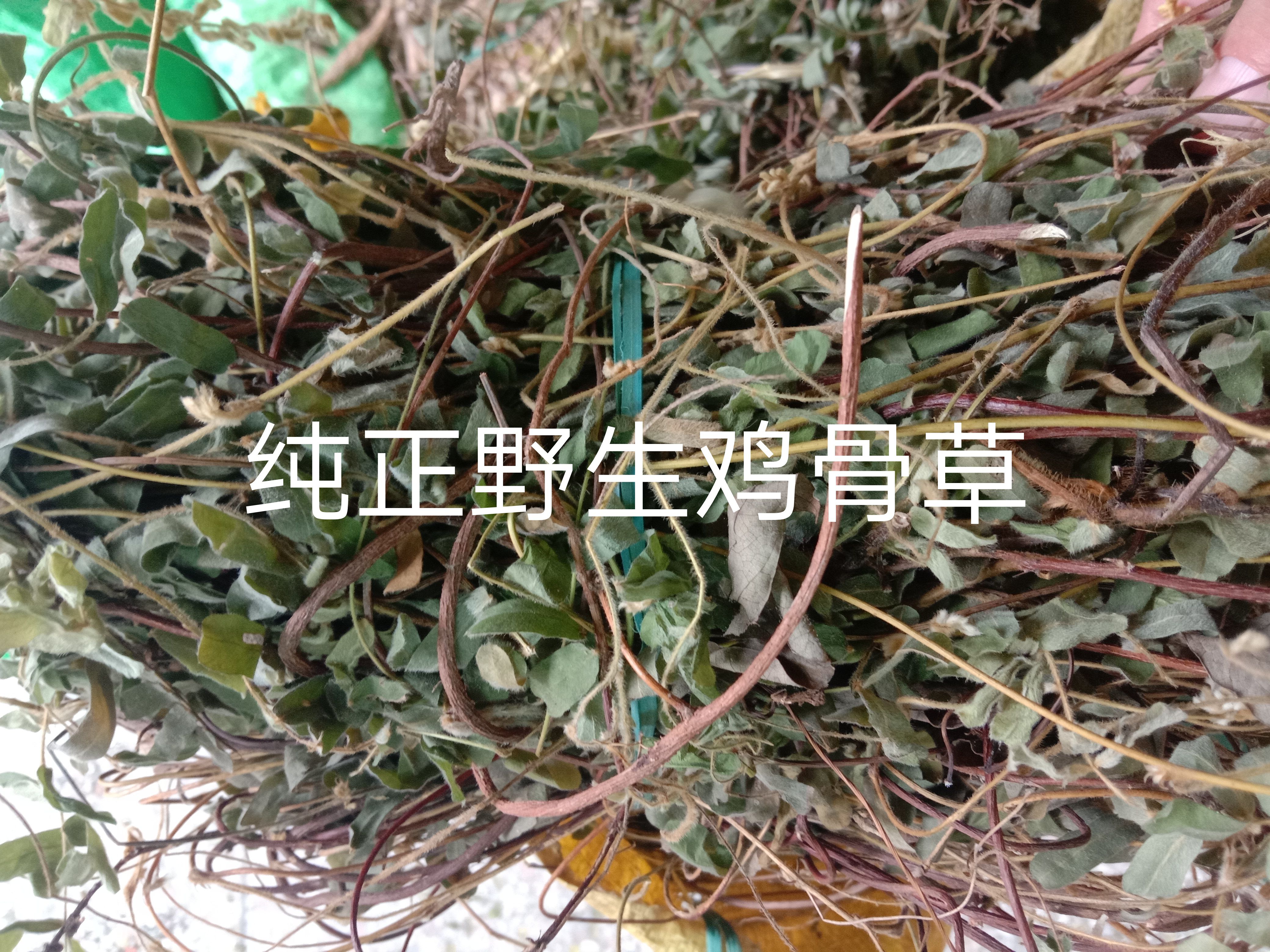 鸡骨草，中草药鸡骨草