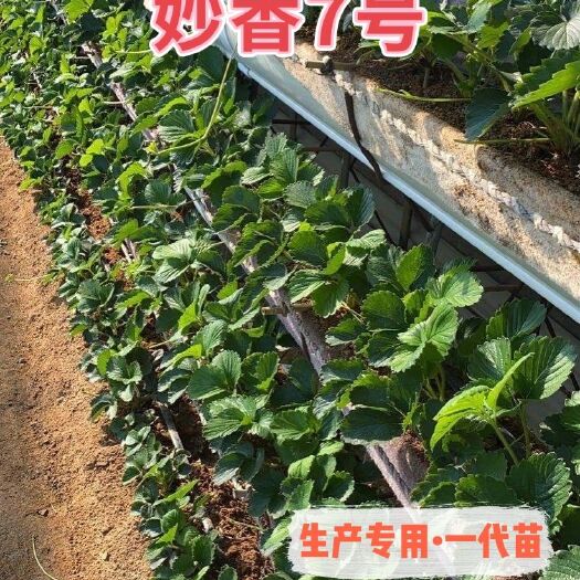 泰安妙香七号