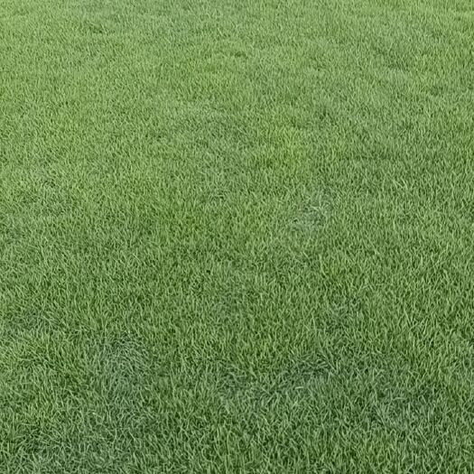 合浦县马尼拉草皮