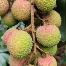 广西灵山妃子笑白糖罂桂味荔枝团购代发代办冷链发货京东顺丰发货