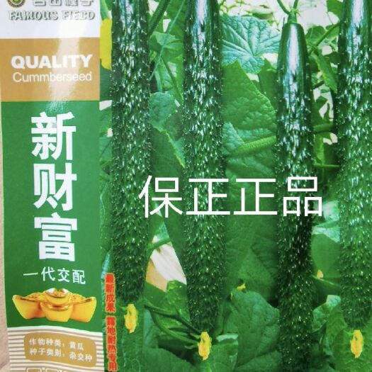 扶沟县新财富黄瓜种子早熟性好不起棱无黄头抗病性强商品性强