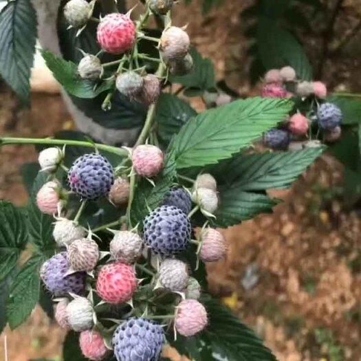 靖西市野生刺莓苗，成熟大根苗，苗径手指头大，当年种当结结果。