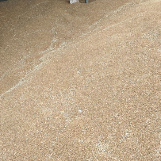 淮北出售安徽，江苏小麦