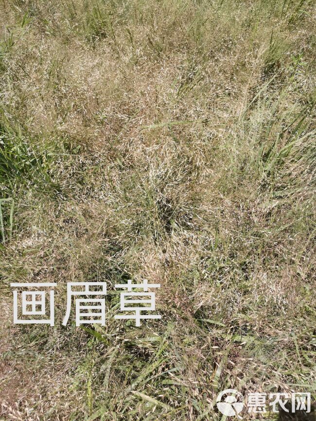 细叶画眉草 红知风画眉草，农户直销