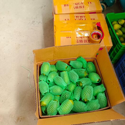 翁源县广东无籽香水柠檬