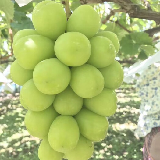 中江县阳光玫瑰