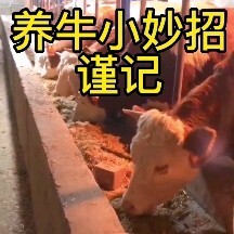 威宁县贵州养牛