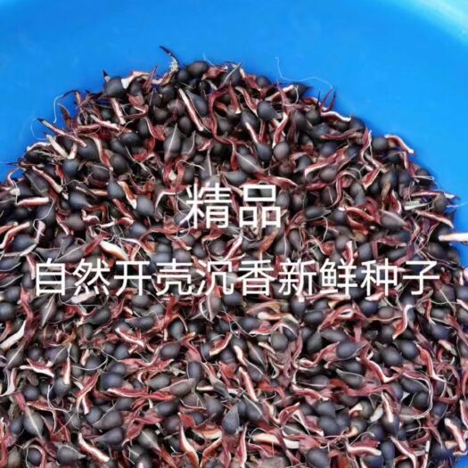 茂名奇楠沉香吊丝米种子