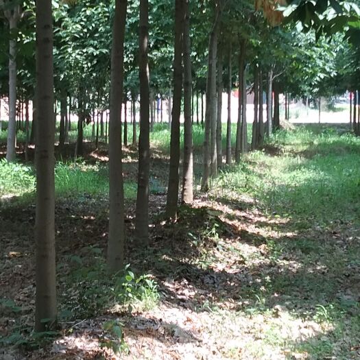 周至县精品七叶树12公分