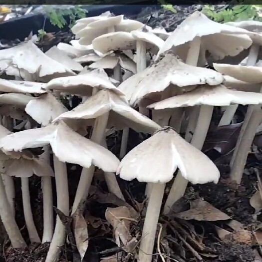 宜宾鸡枞菌