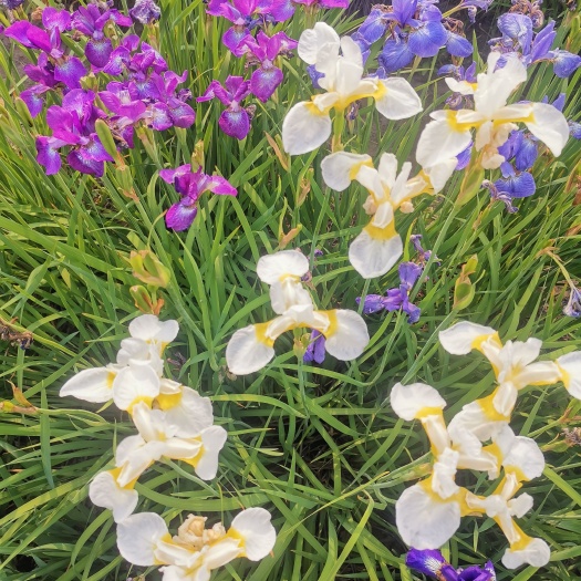 杭州花菖蒲 玉蝉花，农户直销